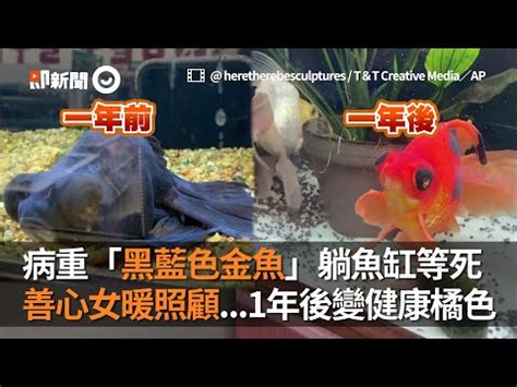 黑色黑牡丹金魚|黑牡丹金魚養殖常見問題